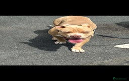 American Bully dogs for sale: Pocket bully for sale! - Image 5