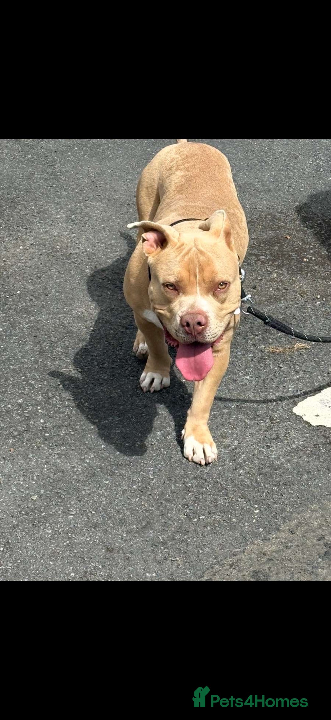 American Bully dogs for sale: Pocket bully for sale! - Image 5