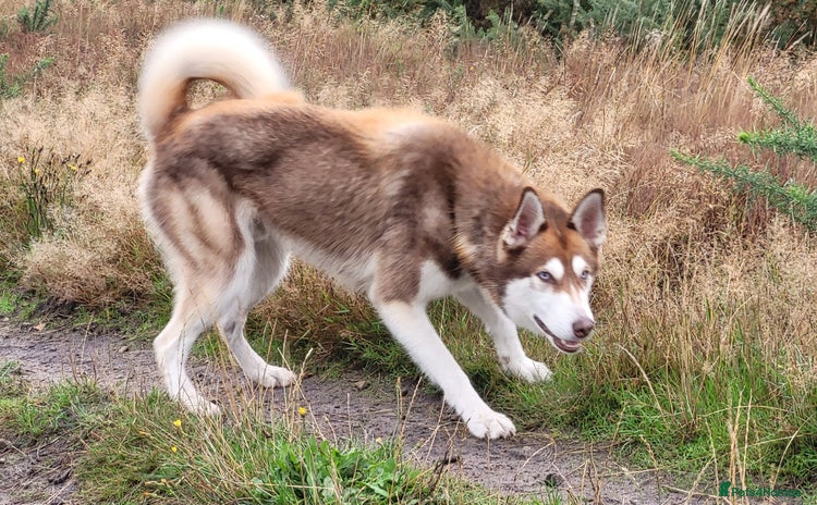 Siberian Husky dogs - Advert 1