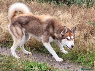 Siberian Husky dogs - Advert 1