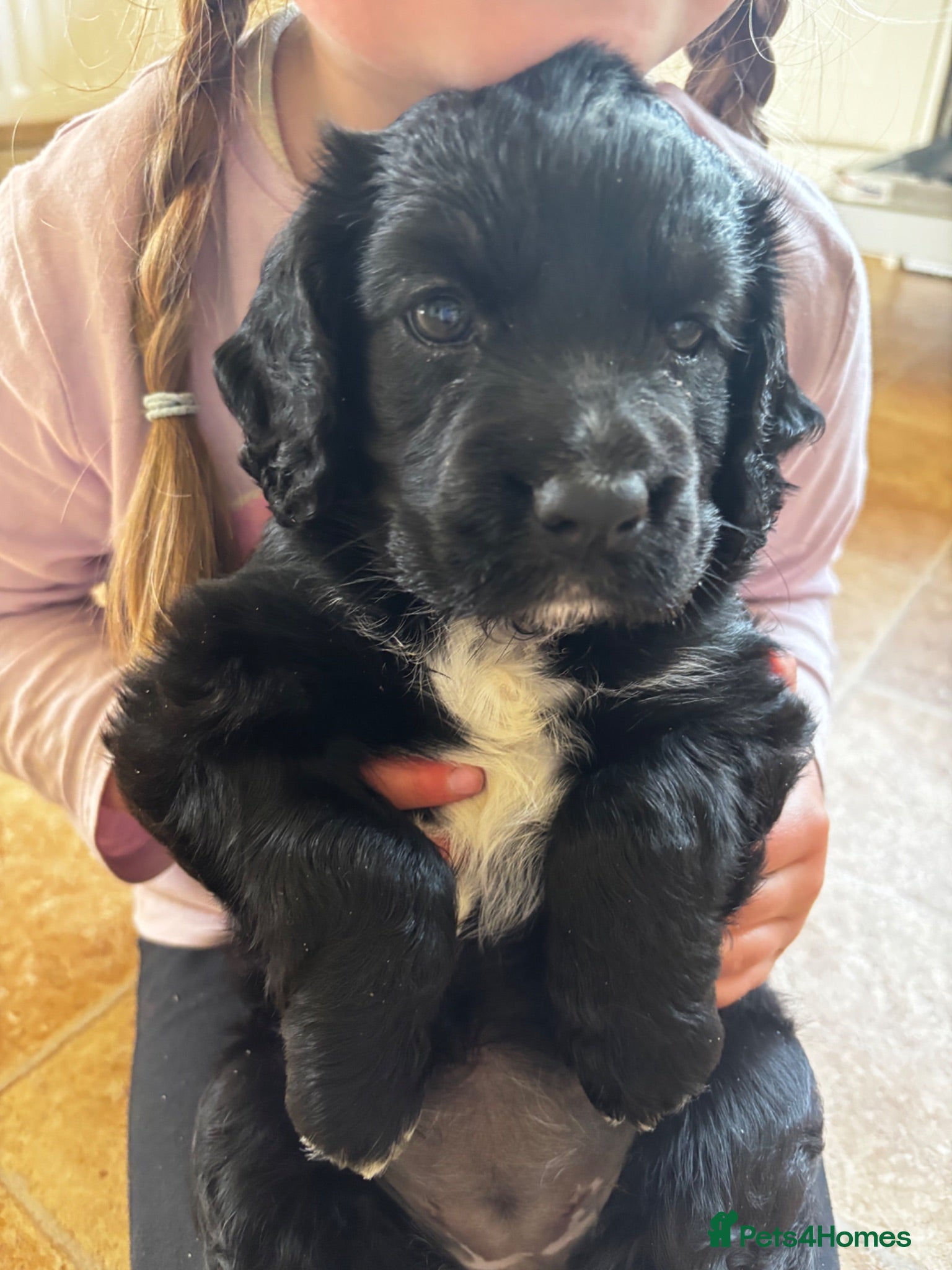 Cocker Spaniel dogs Cocker Spaniel puppy for sale - Advert 2