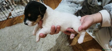 Parson Russell dogs Parson russell - Advert 2