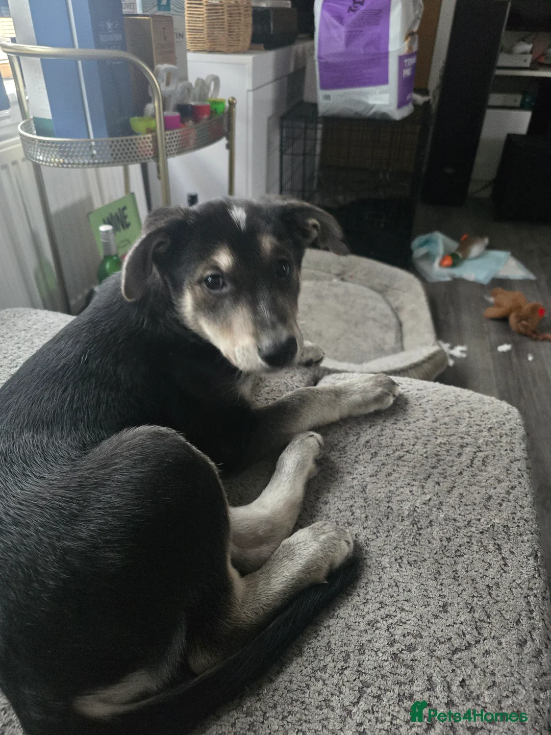 Mixed Breed dogs for sale:  Last puppy looking for his forever home ;)   - Advert 33