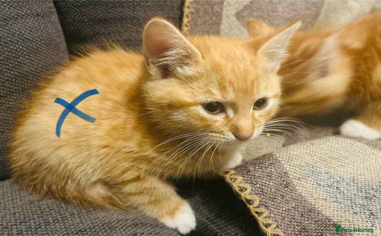 Domestic Shorthair cats - Advert 7