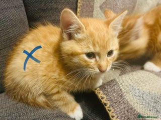 Domestic Shorthair cats - Advert 6