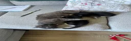 Mixed Breed cats for sale: Two Kittens for sale  - Advert 1