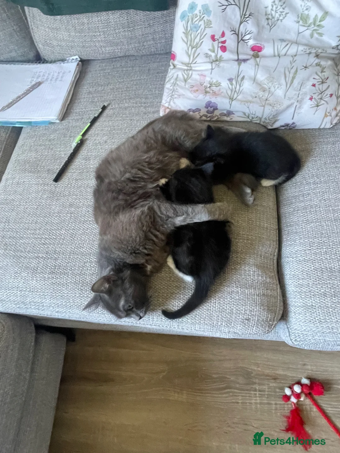 Mixed Breed cats for sale: Two Kittens for sale  - Advert 1