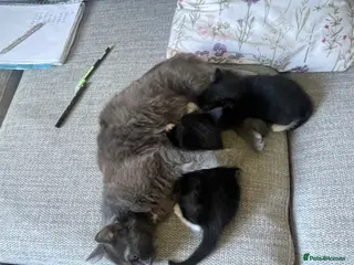 Mixed Breed cats Nebelong mixed Two Kittens for sale - Advert 2