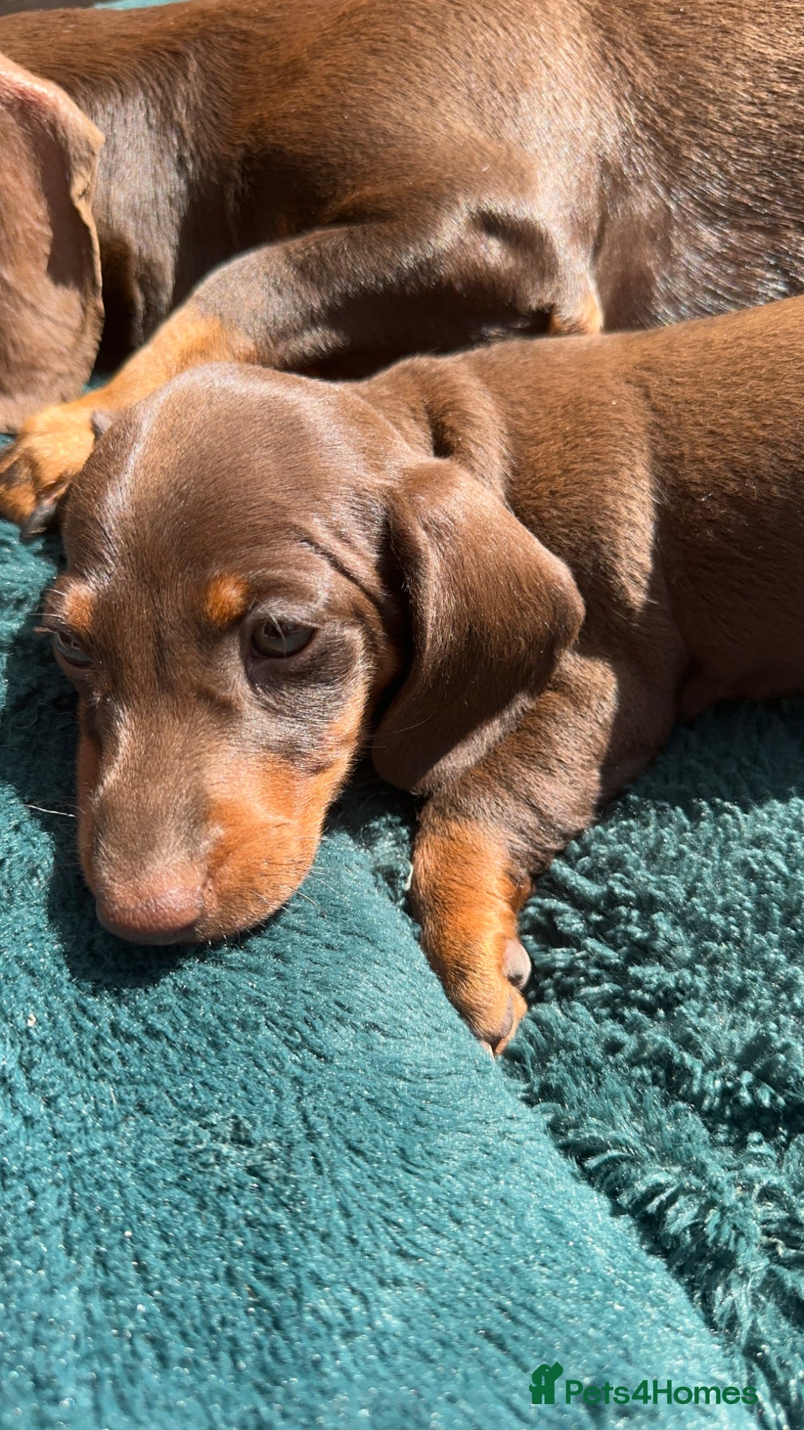 Miniature Dachshund dogs Miniature Kc registered Pra clear - Advert 1