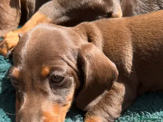 Miniature Dachshund dogs Miniature Kc registered Pra clear - Advert 1
