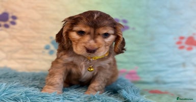 Cocker Spaniel dogs - Advert 16