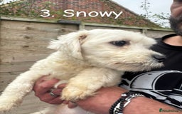 Maltese dogs for sale: ❤️ Gorgeous Maltese Boy ❤️ - Image 2