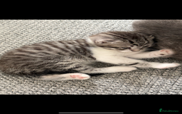 British Shorthair cats for sale: Beautiful half BSH Kittens  - Image 15