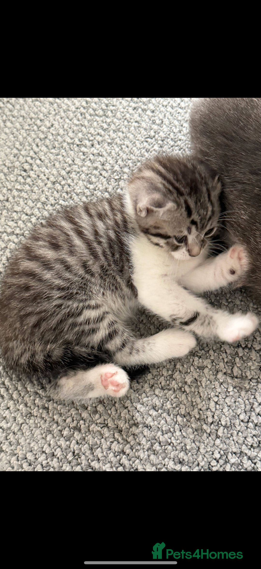 British Shorthair cats for sale: Beautiful half BSH Kittens  - Image 15