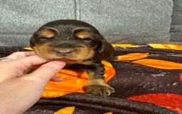 Cocker Spaniel dogs for sale: Beautiful Kc reg show cocker spaniels  - Image 11