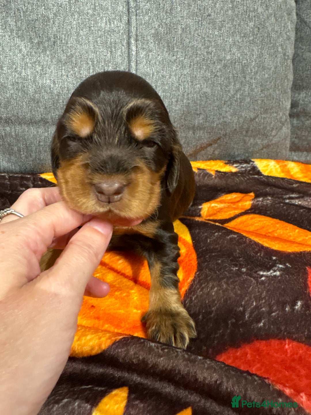 Cocker Spaniel dogs for sale: Beautiful Kc reg show cocker spaniels  - Image 11