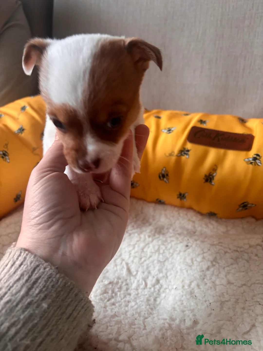 Mixed Breed dogs for sale: 5 beautiful Jackchi boys  - Advert 7