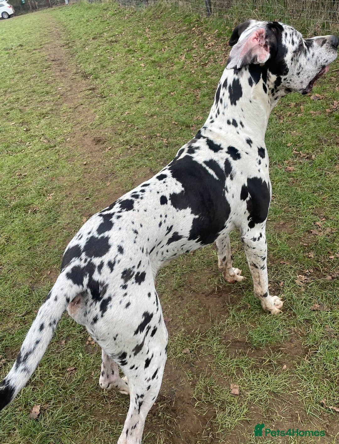 Great Dane dogs for stud: ** STUD ** Great Dane KC in Northampton - Image 4
