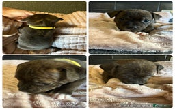 Staffordshire Bull Terrier dogs for sale: Staffordshire bull terrier puppies  - Advert 7