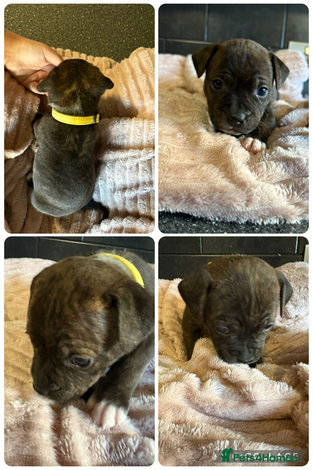 Staffordshire Bull Terrier dogs for sale: Staffordshire bull terrier puppies  - Advert 7