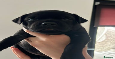 Staffordshire Bull Terrier dogs - Advert 10