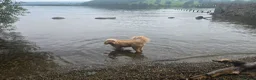 Mixed Breed dogs for sale: Loyal Companion Seeking Calm, Adult-Only Home - Advert 4