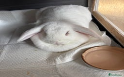Vienna rabbits for sale: Snowy white rabbit  - Advert 5