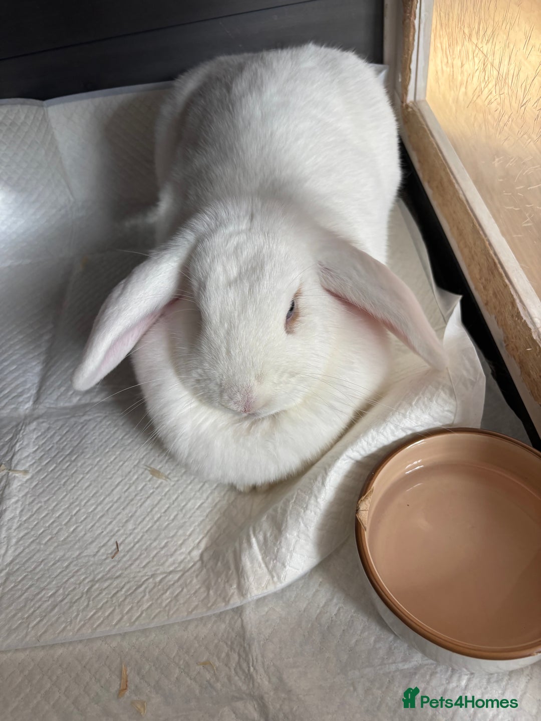 Vienna rabbits for sale: Snowy white rabbit  - Advert 5