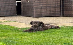 Cocker Spaniel dogs for sale: Cocker Spaniel - 1 Remaining! - Image 2