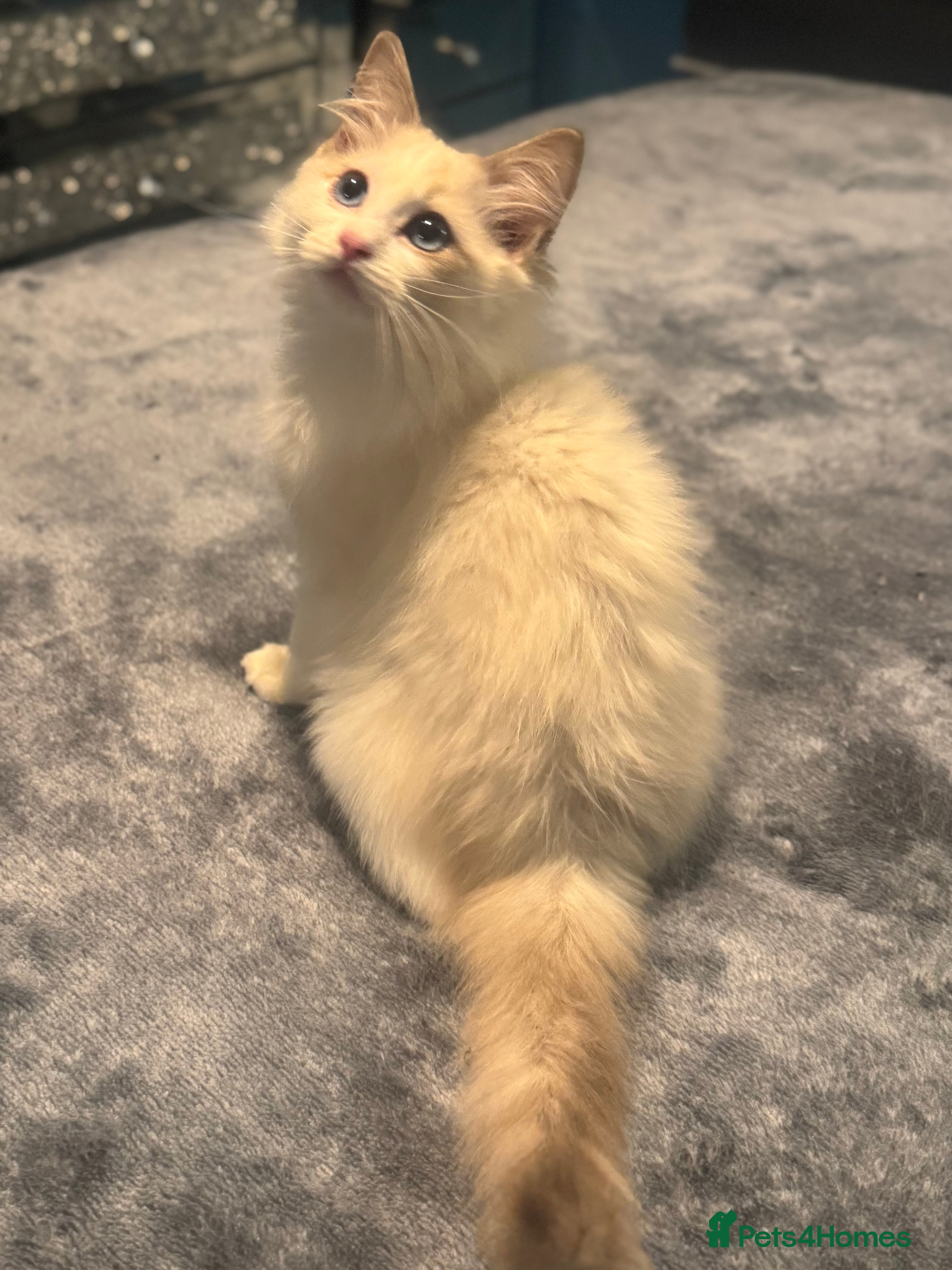 Ragdoll cats Full pedigree lilac boy  - Advert 6