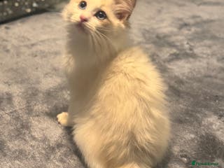 Ragdoll cats Full pedigree lilac boy - Advert 6