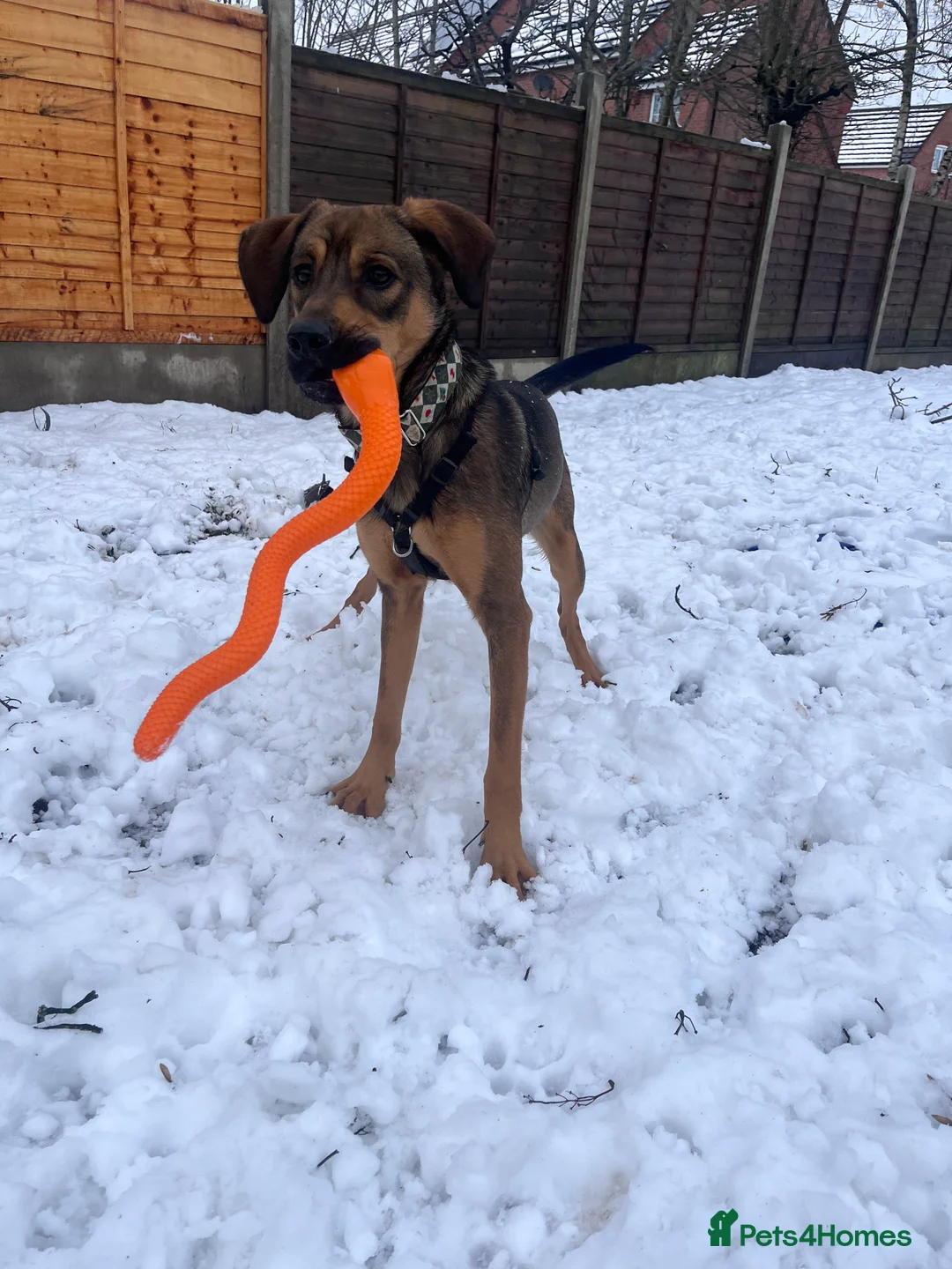 Mixed Breed dogs for sale: Shollie cross spaniel  - Advert 9