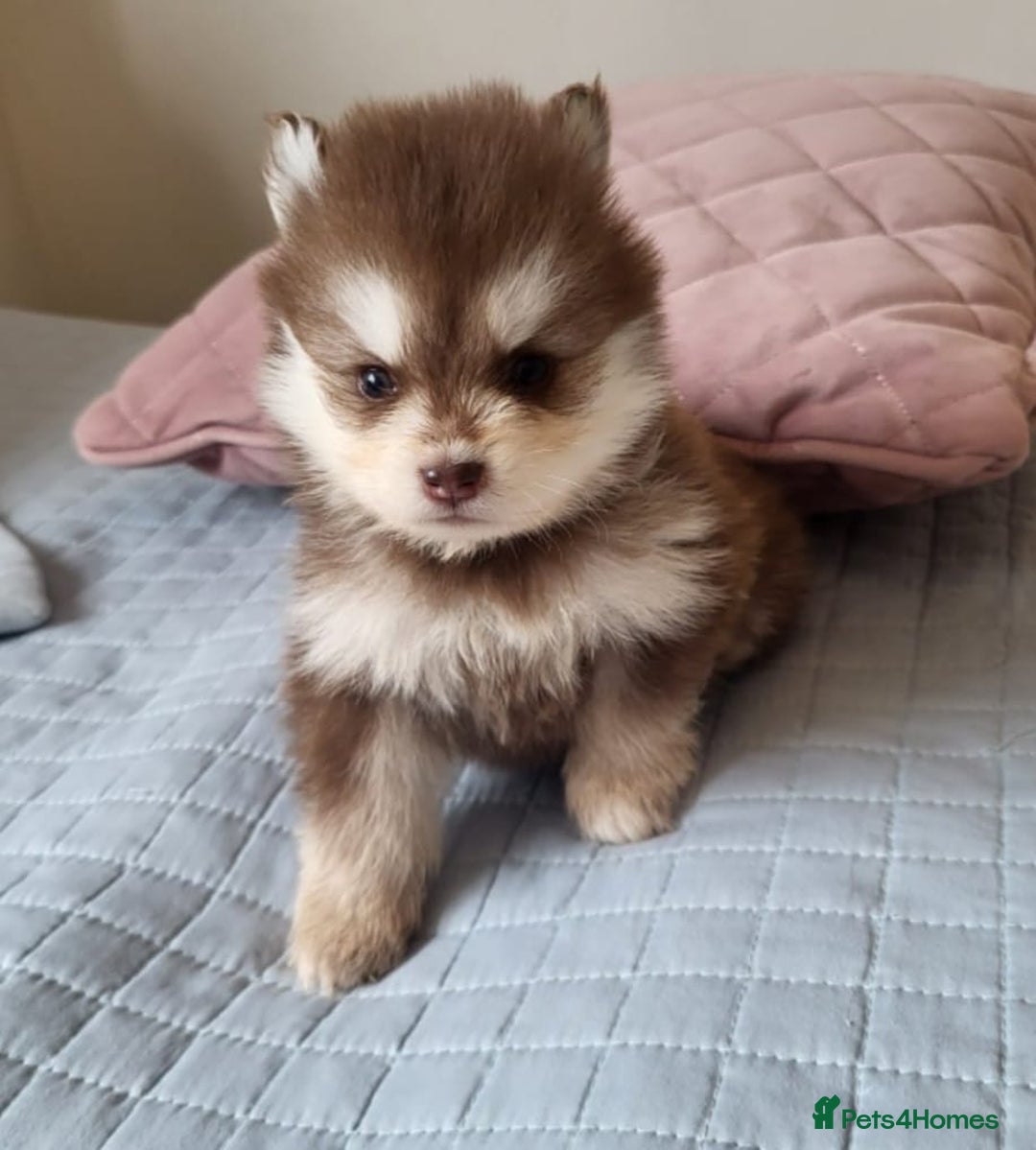 Pomsky dogs for sale:  toy size multi-generational pomsky puppies  - Image 4
