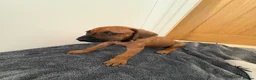 Rhodesian Ridgeback dogs for sale: Rhodesian Ridgeback puppies in Walsall - Advert 4