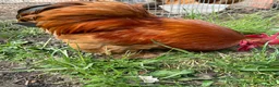 Chickens poultry for sale: Stunning Bantam Cockerels in Birmingham - Advert 3
