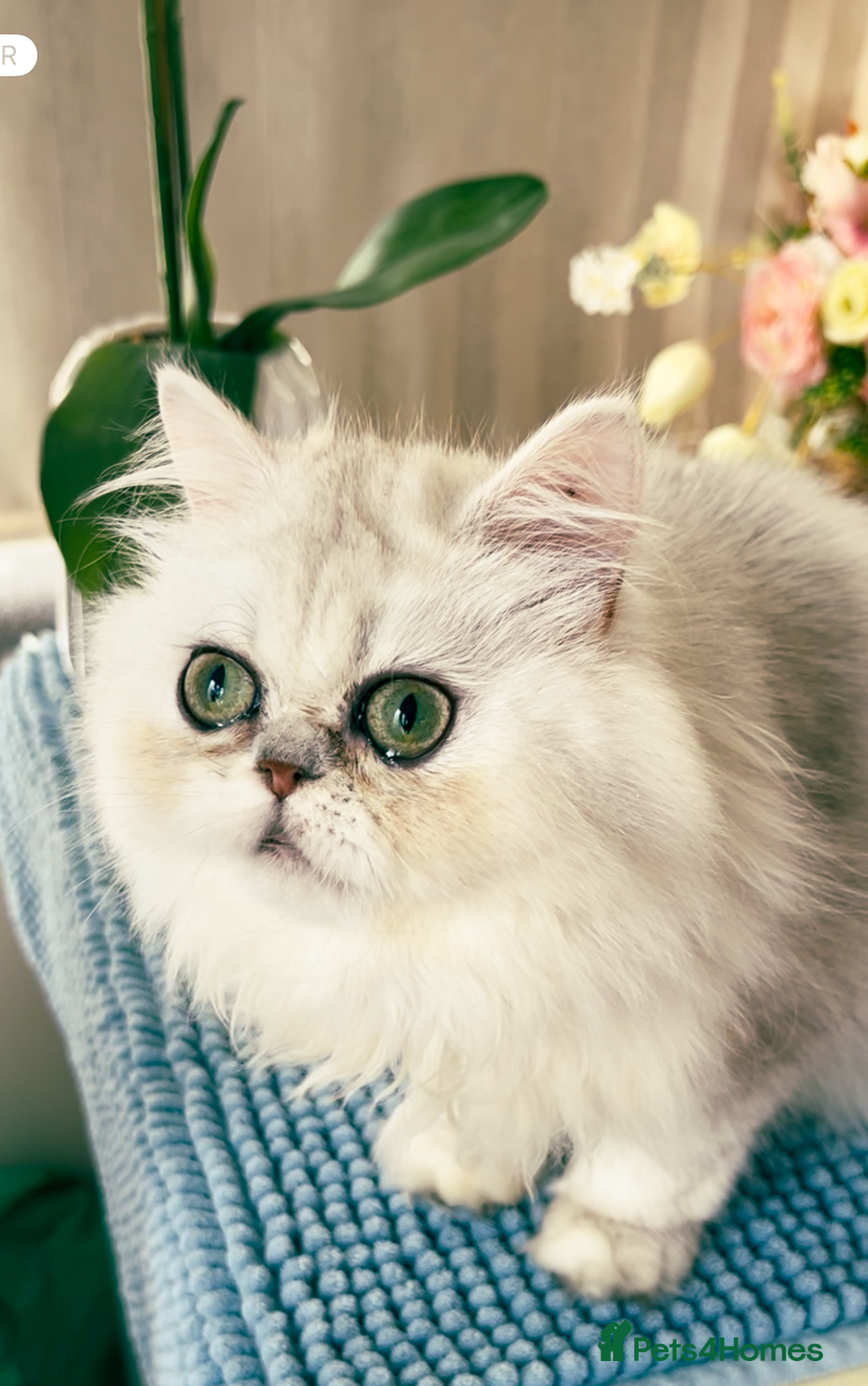 Persian cats for sale: Beautiful Chinchilla Persian Kittens*** - Image 5