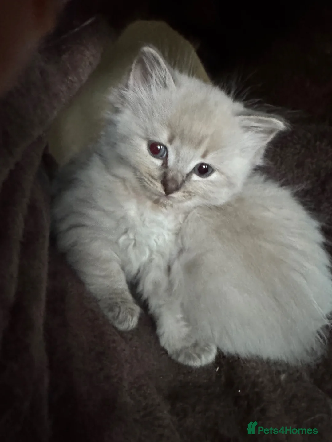 Ragdoll cats for sale: Ragdoll kittens - Advert 2