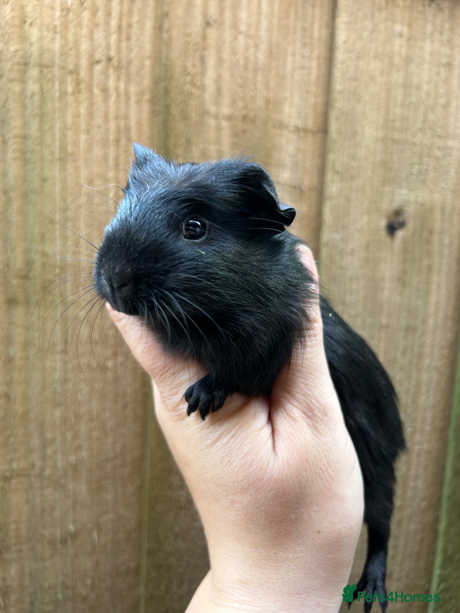 Guinea Pig rodents for sale: Beautiful Baby Male Guineapigs  - Advert 2