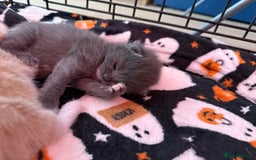 Mixed Breed cats for sale: Kittens looking for forever homes - Image 11
