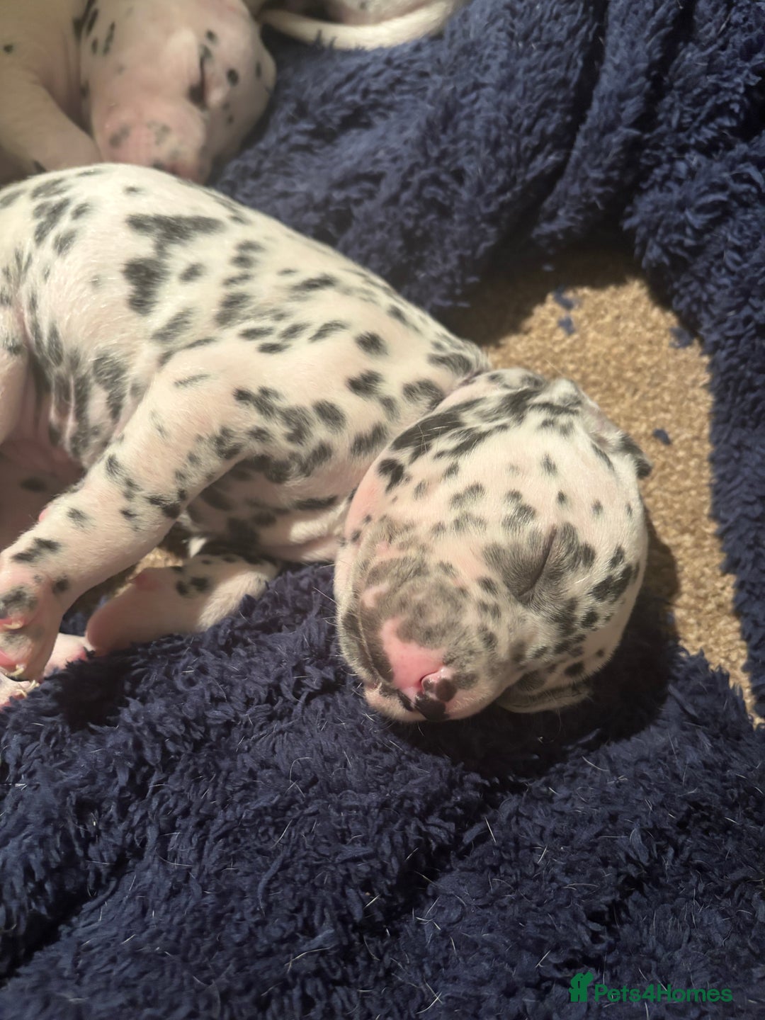 Dalmatian dogs for sale: Dalmatian puppies litter of 5 - Image 5