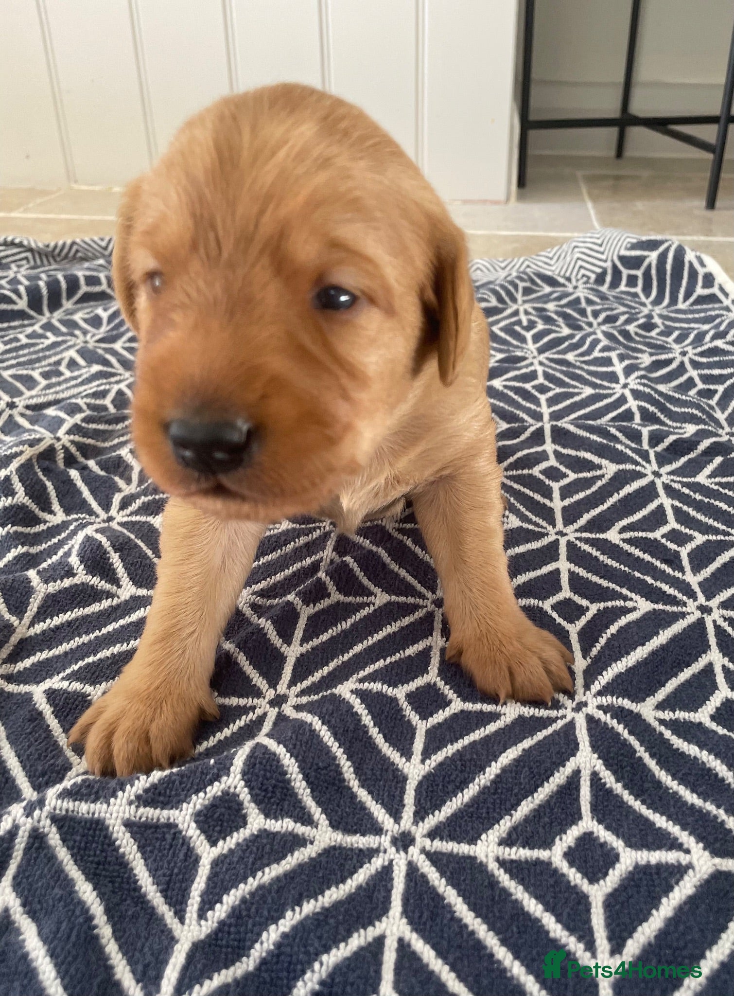 Australian Labradoodle dogs Australian Labradoodle x Fox Red Labrador x1 boy - Advert 9