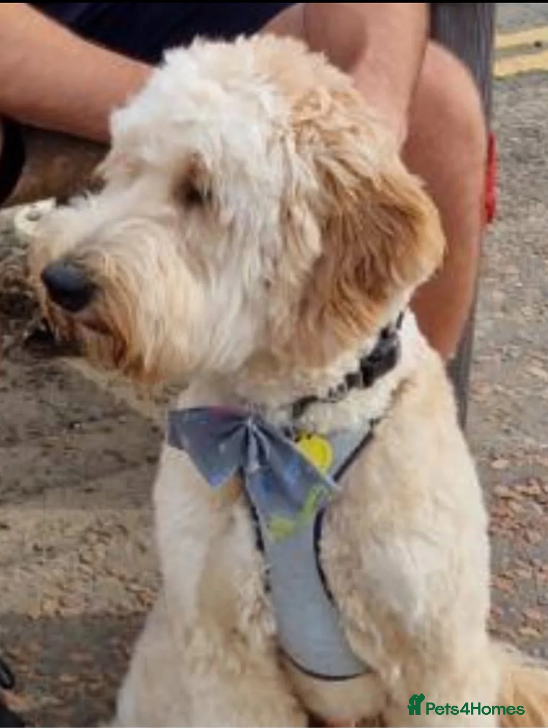 Mixed Breed dogs for sale: Golden Doodle X  - Advert 9