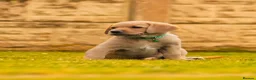 Goldador dogs for sale: 11 Goldador puppies *Ready to leave now* - Advert 12