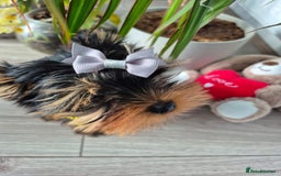Yorkshire Terrier dogs for sale: Peace of Happiness!!! - Image 13