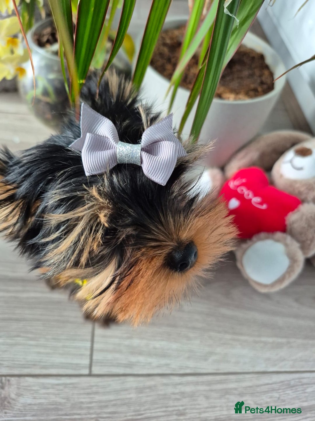 Yorkshire Terrier dogs for sale: Peace of Happiness!!! - Image 13