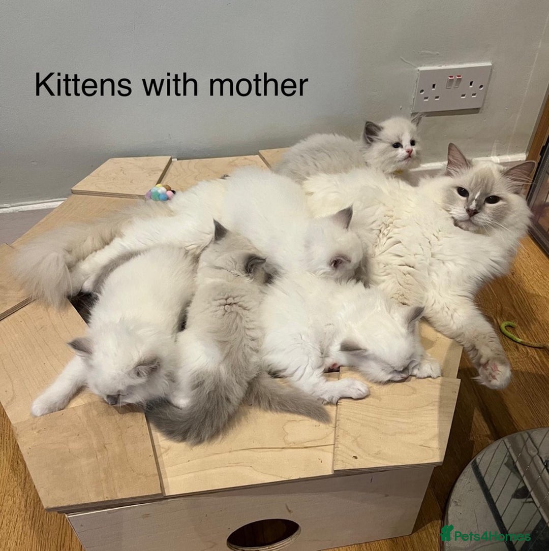 Ragdoll cats for sale: Beautiful Ragdoll Boy - Advert 6