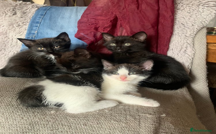 Mixed Breed cats - Advert 8