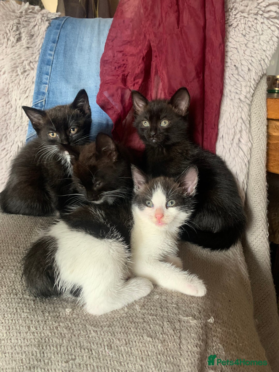 Mixed Breed cats for sale: Part Persian  - Image 1