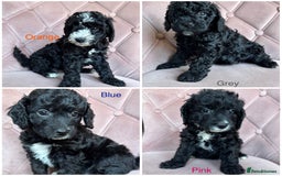 Cockapoo dogs for sale: Cockapoos  - Image 1
