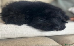 Bernedoodle dogs for sale: F1 STANDARD BERNADOODLE BOY - Image 6